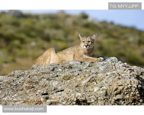 23日德国对阵智利精彩直播全程回顾与赛前分析尽在这里 23日德国对阵智利精彩直播全程回顾与赛前分析尽在这里
